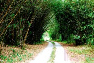 Paya Indah Wetland