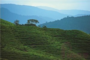 Sungai Palas Tea Plantation
