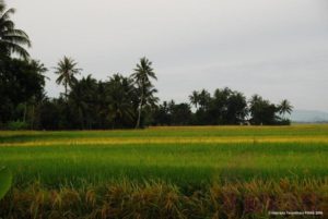Paddy field