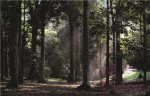Forest Research Institute Malaysia