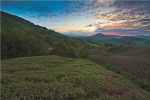 Sungai Palas Tea Plantation